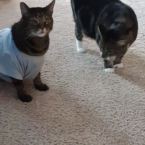 Meet your Posher, Deb - Picture 1 of 1